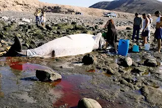Z&iacute;fios muertos por las maniobras militares