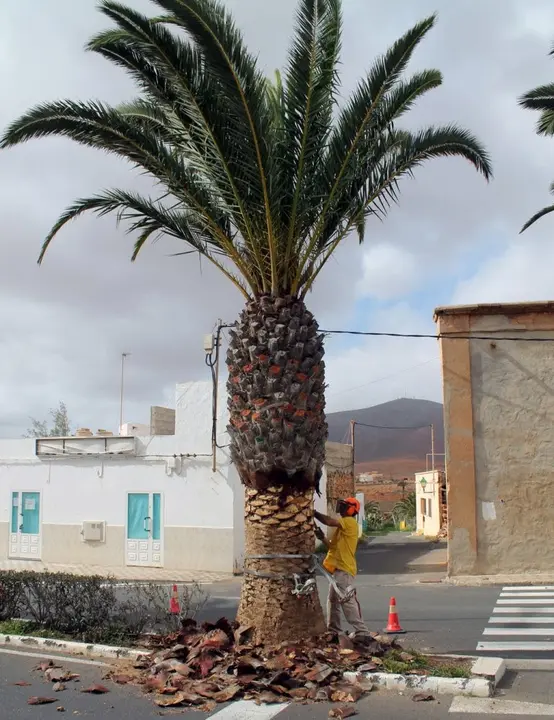 img/b/R29vZ2xl/AVvXsEiYVnezSiBsZzgGFMQKG4Kyby4AMGwO4peJYxkJ4h38ppZCyGrcqTp2kO7-RUGyqRQtxGDCHdclUHkHqKwAg-wt60nMG76g64IBQKg5qC7PCBFLjTCg_AB9l6nF8p5P4lCJjiULf09ey48/s1600/Un_trabajador_de_Jardican_limpia_y_poda_una_palmera_en_la_Avenida_Pr__ncipes_de_Espa__a,_en_Antigua.jpg