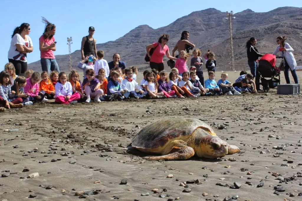 img/b/R29vZ2xl/AVvXsEipQ6Z41QcQSx7z6P4NRu6WrkhOPE7ic2Ul2QpGayGFo1H_PPtnX5ZCZrFFfe6Lr-5OytAwo8Uw1QG3vdsr1FlegPu31AQELHHNs__GPUcYsdwur7YVdkQacvox-ZC2X2Od2Wy84WU2pQU/s1600/suelta_tortugas_CEIP_Gran_Tarajal._1,5_y_57_kg_(2).jpg