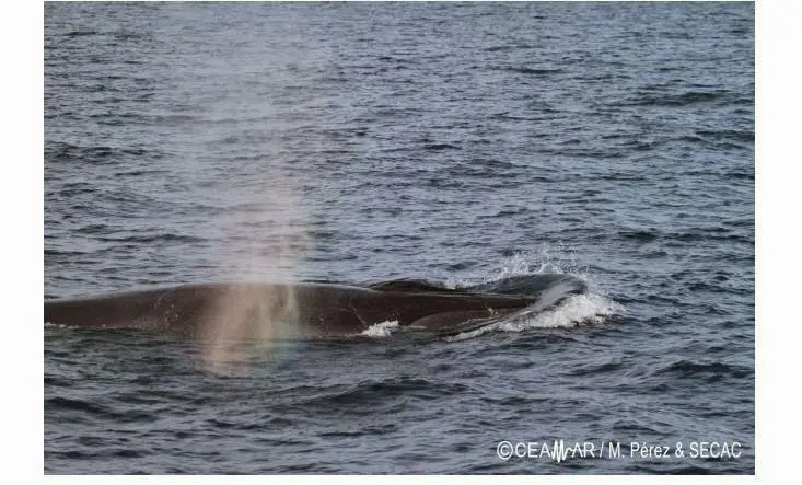 img/b/R29vZ2xl/AVvXsEhysnMkiETbTSaml-4kbqlKqYbnYIVQ3EYvYFnKKcOKKedG9KcQvo2u_RH8EUMXhnioaka6mkFPmW4ms6-a6zMbM6wjm1XlBfHjF_pIcl-Fytt5bpwr7y1HSV5J1GNHwnbhWZp8YU2z1GY/s1600/balaenoptera_brydei,_en_octubre_antes_de_comenzar_las_prospecciones.jpg