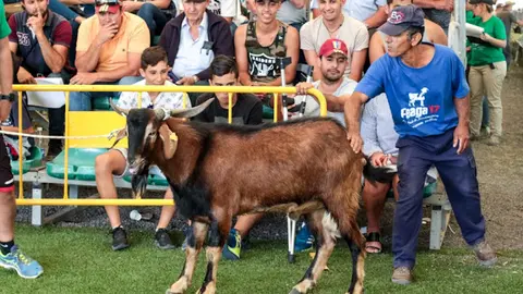 Fuerteventura - Subasta machos FEAGA 2017. 22-04-2017.