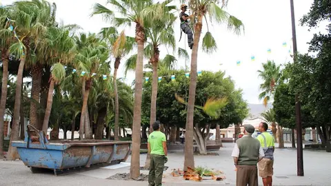 img/b/R29vZ2xl/AVvXsEhl7YzeqdEy5VpyNKNqR2RDE0kCXLDmjJS38PHhhkfmQh5EGVc4aiUE4XQ4M-Z0GhDIxJQP_IGDR7hzbsVW_RU-gVkBSu-S2oaGg04c_7wyVFKWBoUdIaf5K0bRW6bbjIKvpy9Aua7W_qkZ/s640/Ayuntamiento_ejecuta_la_poda_y_embelleciiento_de_210_palmeras_en_Antigua_pueblo__283_29.JPG