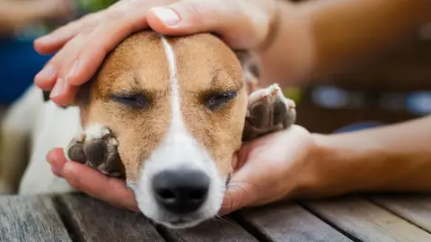owner  petting his dog, while he is sleeping or resting  with closed eyes