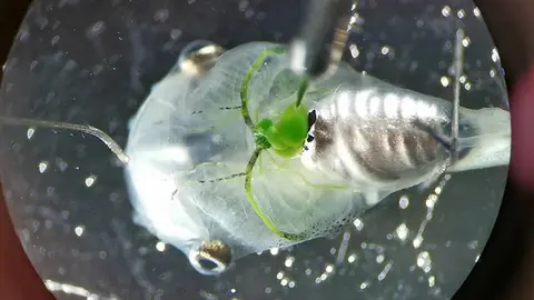 img/a/AVvXsEi_Z55t2MmEvLyNUjryQW8QZ95ltfN2EWR0x7sqI7fYh1Wa-C6g_5Aiv60x2g38U-kpGBenxwDJIPtf62ILlSkqmu55l9asZiqUWFubXqsIBmv_ZDzqJeuIrdbIoa9LdGG3W8lWUZCWjdFODtPswP5829RnsS6azg-4cwkuS7DYDTp9pUiIc53XjqdZ7w=w640-h352