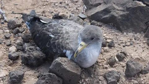 img/a/AVvXsEh-pb_kUfr34aPEP3OBnIPqHRBqNniIKA5fIRJo9mgd89KE-fCHpMVaE96ncl055r-rU5ab7P_AZp7WE7hMw6rjS0SyYZjAD0mOrems91FlcvnzepPd6IonqljhwEBVCn-a-lQWa0RR8iqqmwgYzUTxpFOmB7c6HB1birC79XrpFDoM_GFqVK5d5MCq4A=w640-h426