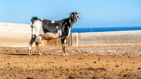 img/a/AVvXsEglmeQ0TZG5fLVV_m-_YLV3dl0CenBEi4UWnfQcoKjZD_YPZrwPumrtEyKYKTr14_se9srYrw49pyS1i1MlsqnOAcKQVxhz21qvKAIsp5TirUwsFAF_sHd3ZaPJv4R8SjCBrW3ydtMKq-GrzOHR8DrjzUpWfZY05Cqb1llra1_JmP1U1Qy8HAEwEpn3qA=w640-h418