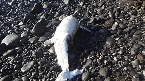 img/a/AVvXsEiHegdwwh-9zwiQlk0mhudRnUzg6yIYJhmTC8RJzWO2SkARrFsZvBfo9vWgxaLSyE2MKUOnejzusgI1IXcqES2Q_2KbmCnVwHD1iPo0Aow4YiHzFzEJCQTYlwYTb2C2jaxJ95_oFTYyrJZ664yaUivTB8cq0y6lkYAHQa4jKp34jsT0WJTJoBttMjDz-Q=w640-h480