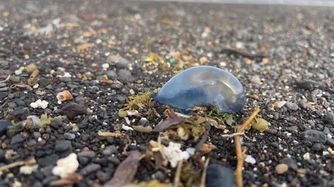 img/a/AVvXsEitDYn0o4Q69aquTqKzyFZLIs2Zh9g4rmRS3vkltDBKc-nzNRJ6vHWjhrQO6kAfYyZVPpFWu1GYCC9714YJZmsAxtXj-WfIS_TVb5I_vS3hT5JPFCaQSGNXCtjXbKtjJhRkgs8nyvWy_GYibfXZDH-cAgZz75ZQjotdbOLz9NgJoF_Y8xQrSP7CgNG9QQ=w640-h480